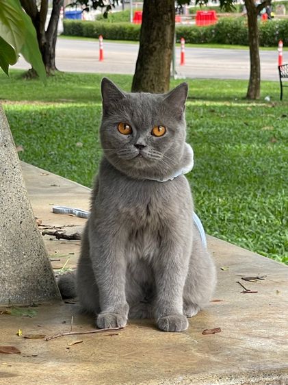แมวบริติชตาส้ม รูปที่ 2