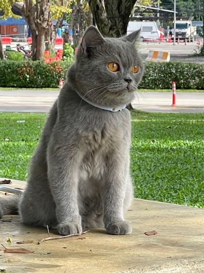 แมวบริติชตาส้ม รูปที่ 3