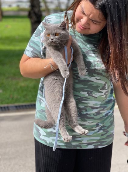 แมวบริติชตาส้ม รูปที่ 7