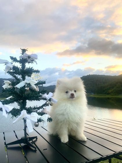 ลูกหมา รูปที่ 6