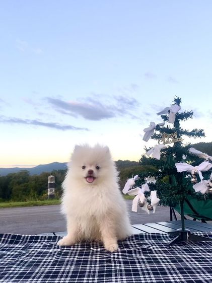 ลูกหมา รูปที่ 3