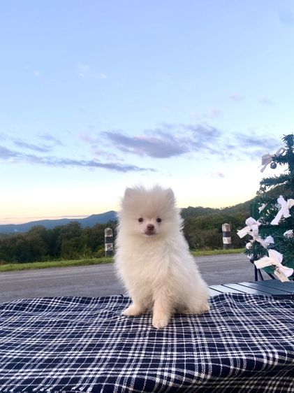 ลูกหมา รูปที่ 7