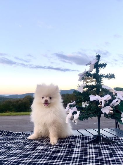 ลูกหมา รูปที่ 5