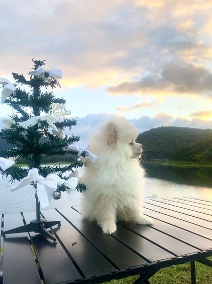 ลูกหมา รูปที่ 8