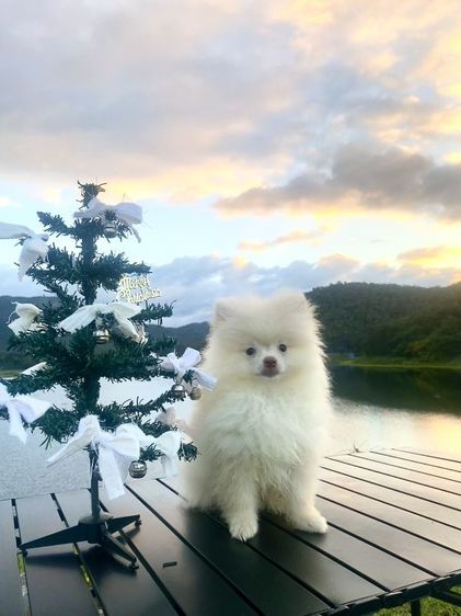 ลูกหมา รูปที่ 9