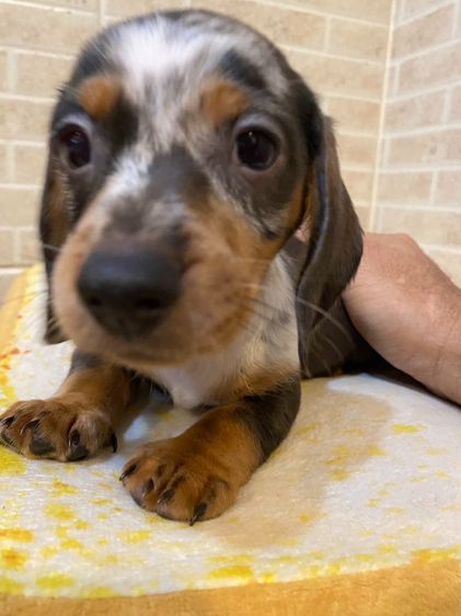 ลุกสุนัข ดัชชุน มินิ