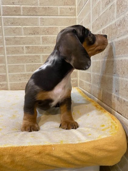 ลุกสุนัข ดัชชุน มินิ รูปที่ 2