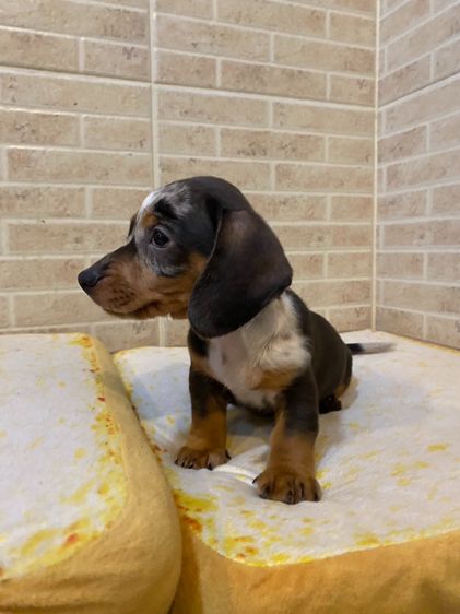 ลุกสุนัข ดัชชุน มินิ รูปที่ 3