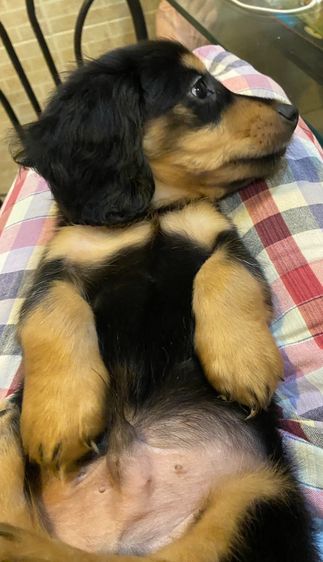 ลูกสุนัข ดัชชุน มินิ