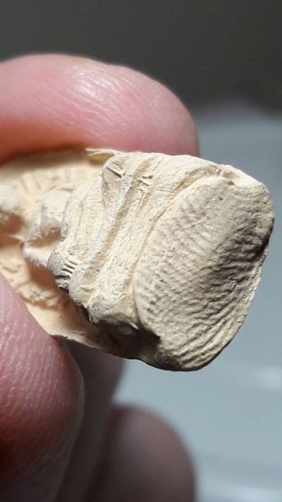 พระรอดพิมพ์ใหญ่ รูปที่ 6