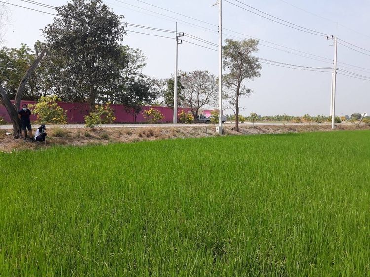 ที่ดินแปลงใหญ่ รูปที่ 2