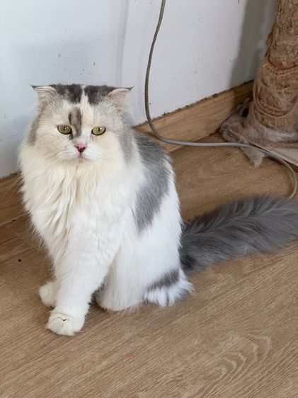 สก็อตติช พ่อพันธุ์ สุขภาพดี มีประสบการณ์ รูปที่ 3