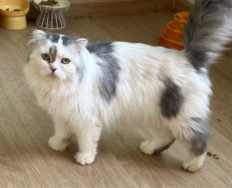 สก็อตติช โฟลด์ (Scottish Fold) สก็อตติช พ่อพันธุ์ สุขภาพดี มีประสบการณ์