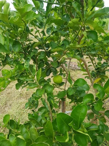 อื่นๆ ไม่มี บ้านชั้นเดียว รูปที่ 4