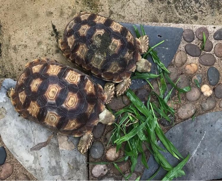 ซูคาต้า เต่าบก รูปที่ 2