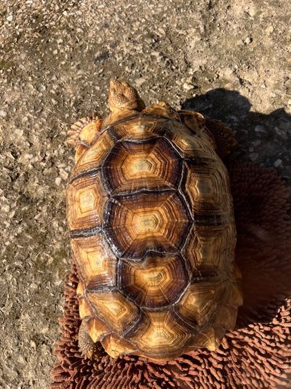 เต่าซูคาต้า