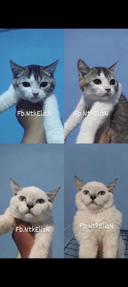 เด็กหญิงสก็อตติสพร้อมย้าย