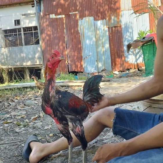 ไก่พม่าอายุตัวเมียกินสอย