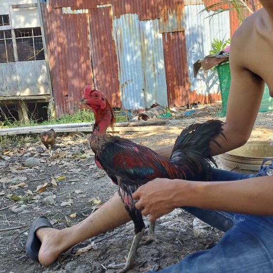 ไก่พม่าอายุตัวเมียกินสอย รูปที่ 2