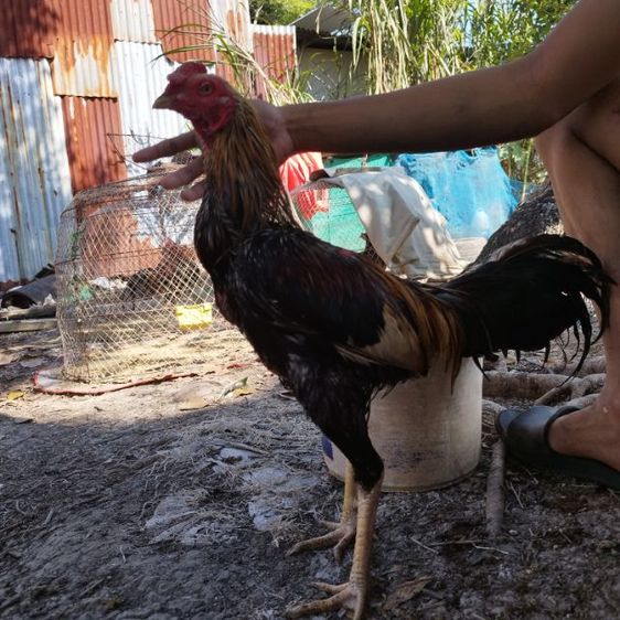 ไก่หนุ่มวัดดวง รูปที่ 2