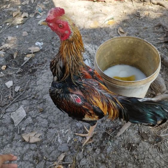 ไก่หนุ่มวัดดวง