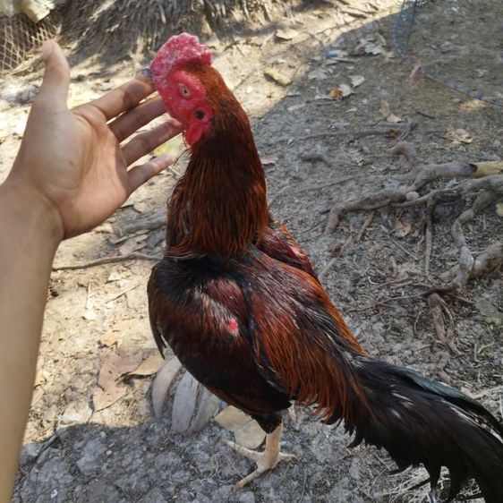 ไก่หนุ่มวัดดวง รูปที่ 2