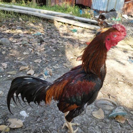 ไก่หนุ่มวัดดวง