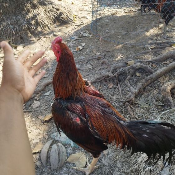 ไก่หนุ่มวัดดวง รูปที่ 3