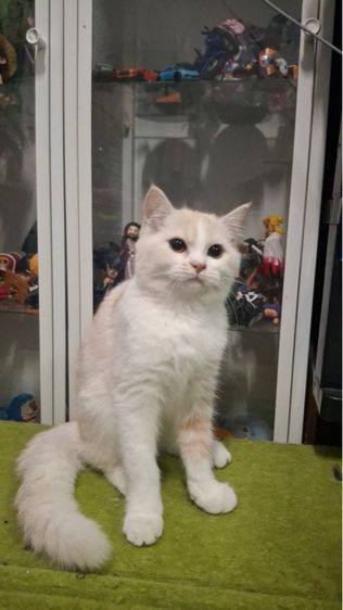 ต้าวขาว รูปที่ 3