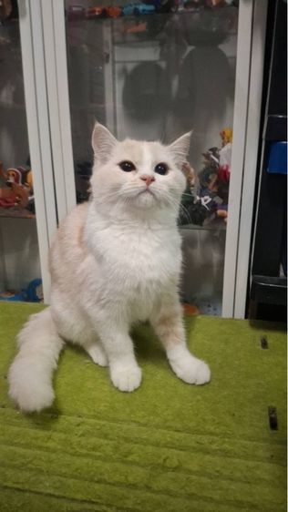 ต้าวขาว รูปที่ 10