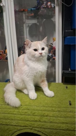 ต้าวขาว รูปที่ 8