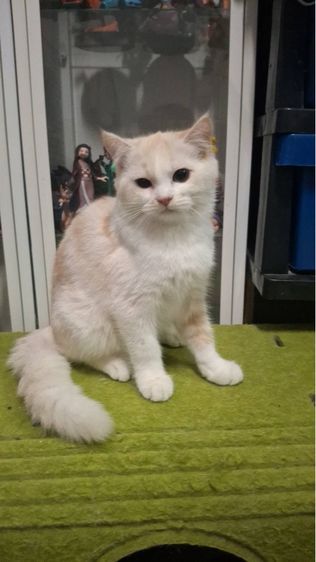 ต้าวขาว รูปที่ 6