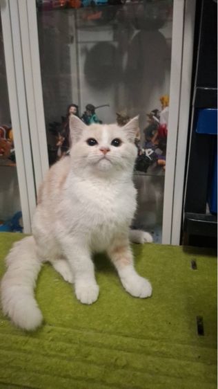 ต้าวขาว รูปที่ 11