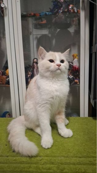 ต้าวขาว