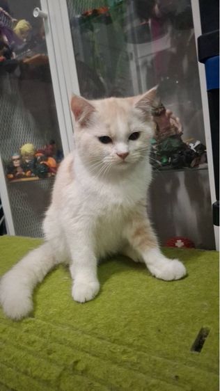 ต้าวขาว รูปที่ 4