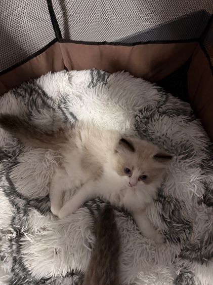 น้องRagdoll รูปที่ 4