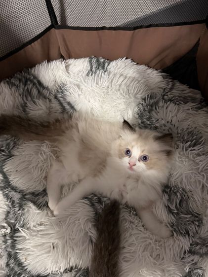 น้องRagdoll รูปที่ 3