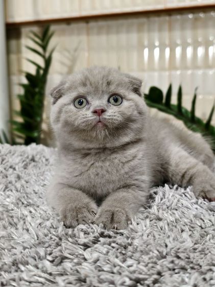 ดญ ดช  สก๊อตติช หูพับ หูตั้ง หลายตัวจ้า รูปที่ 12