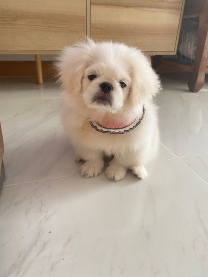 ปักกิ่ง