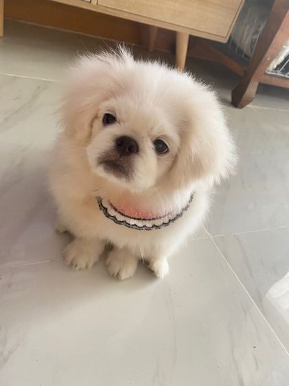 ปักกิ่ง รูปที่ 2