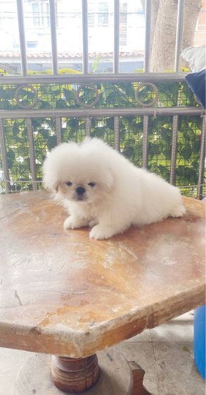 ปักกิ่ง รูปที่ 5