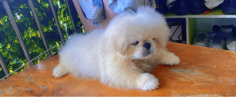 ปักกิ่ง รูปที่ 4