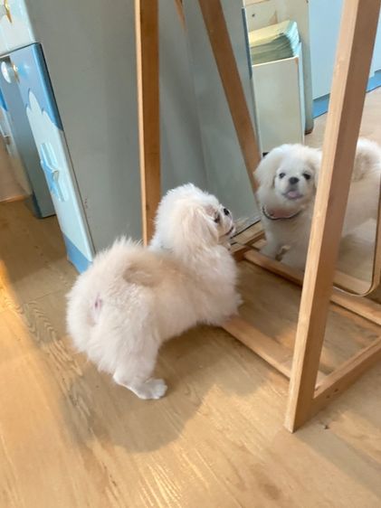 ปักกิ่ง รูปที่ 3