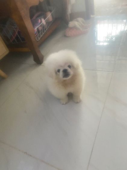 ปักกิ่ง รูปที่ 6