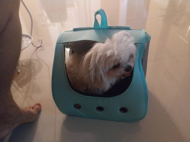 กระเป๋าใส่น้องหมา แมว ใหม่