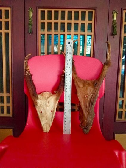 แท้เดิมเก่าโบราณสภาพเยี่ยม รูปที่ 8