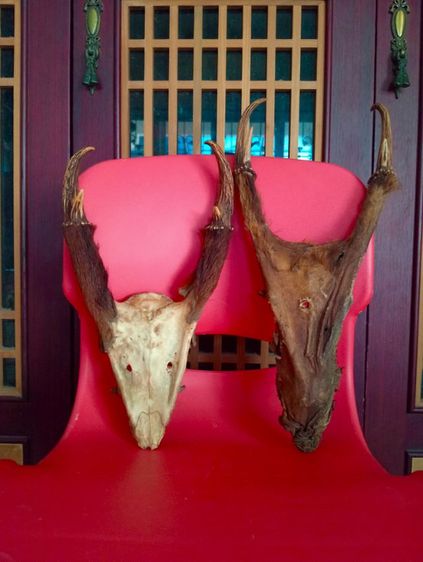 แท้เดิมเก่าโบราณสภาพเยี่ยม