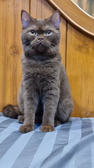 แมวบริติช สีช็อกโกแลต เพศผู้ รูปที่ 2