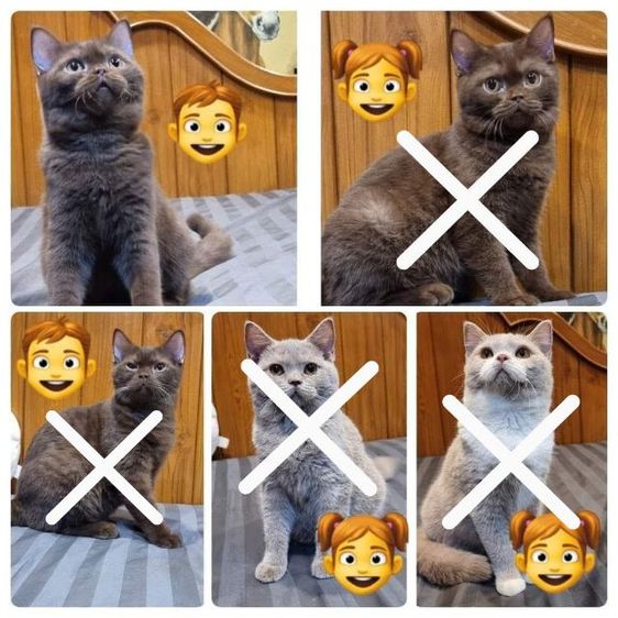 บริติช ชอร์ตแฮร์ (British Shorthair) แมวบริติช สีช็อกโกแลต เพศผู้