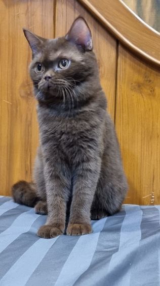 แมวบริติช สีช็อกโกแลต เพศผู้ รูปที่ 5